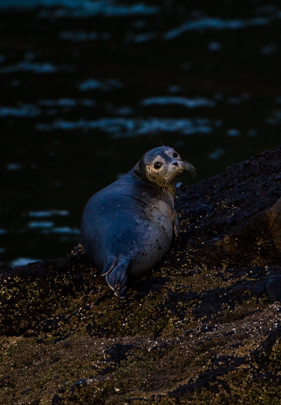 Baby Harbor Seal